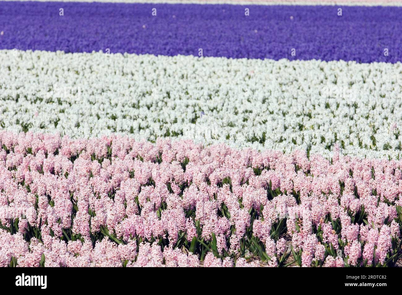 Field of Hyacinths (Hyacinthus orientalis hybride), Netherlands Stock Photo