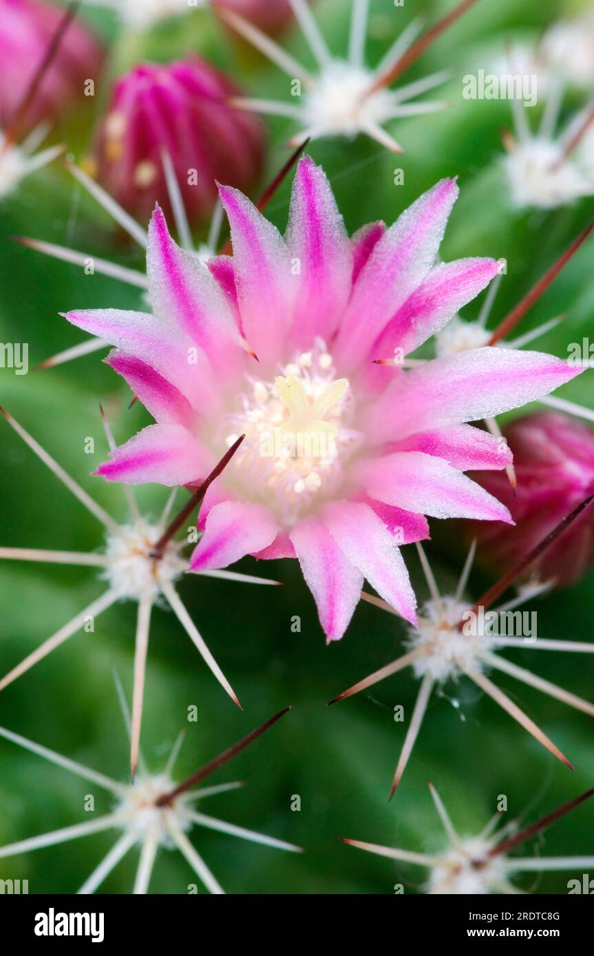 Pincushion Cactus (Mammillaria spinosissima) Stock Photo