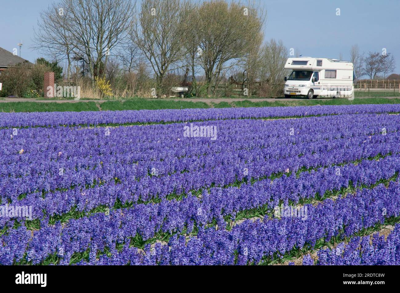 Field with hyacinths and camper, garden hyacinth (Hyacinthus orientalis hybride), Netherlands Stock Photo
