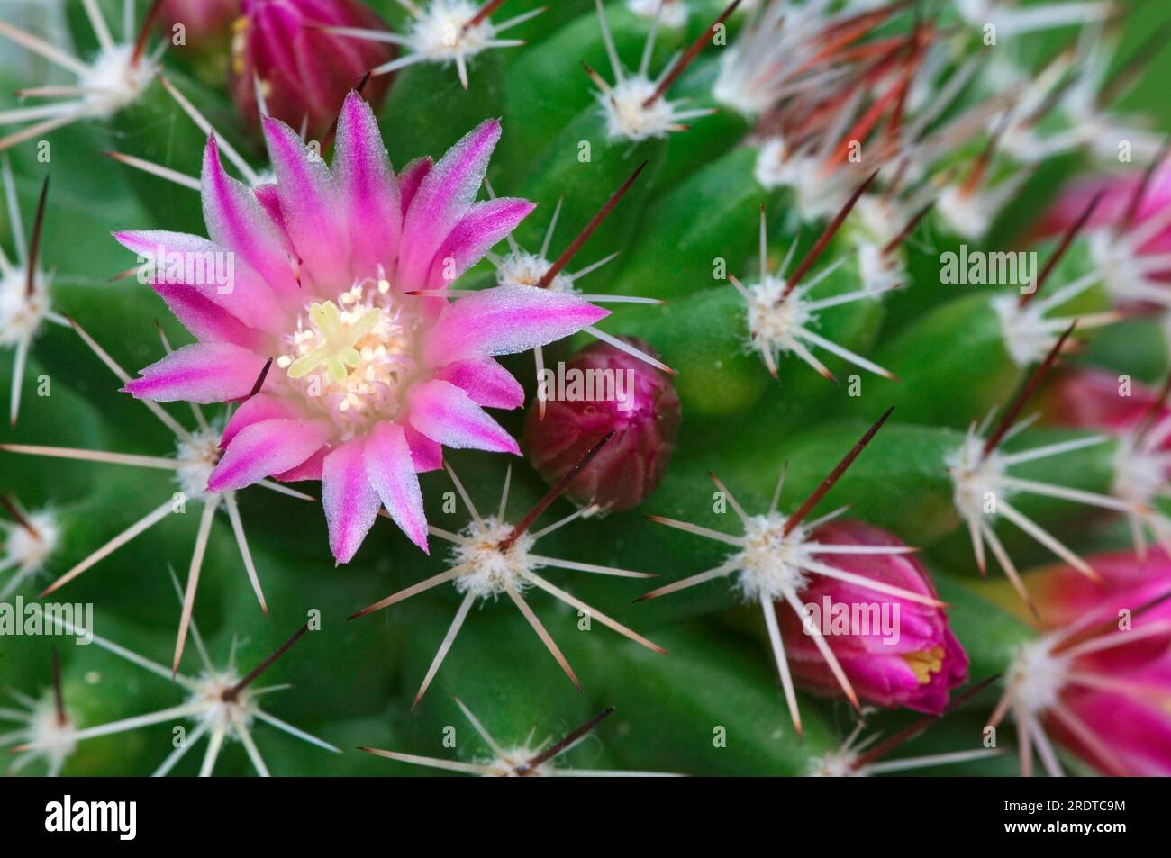 Spiny pincushion cactus (Mammillaria spinosissima) Stock Photo