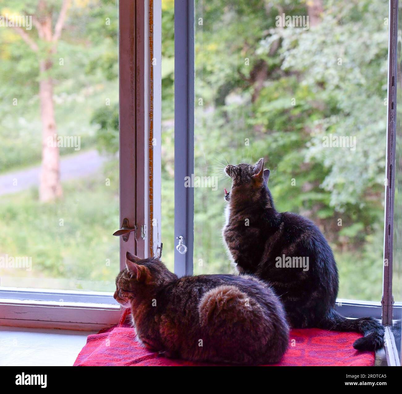 Domestic Cat Felis Catus Domesticus Hi res Stock Photography And Images domestic-cat-felis-catus-domesticus-hi-res-stock-photography-and-images