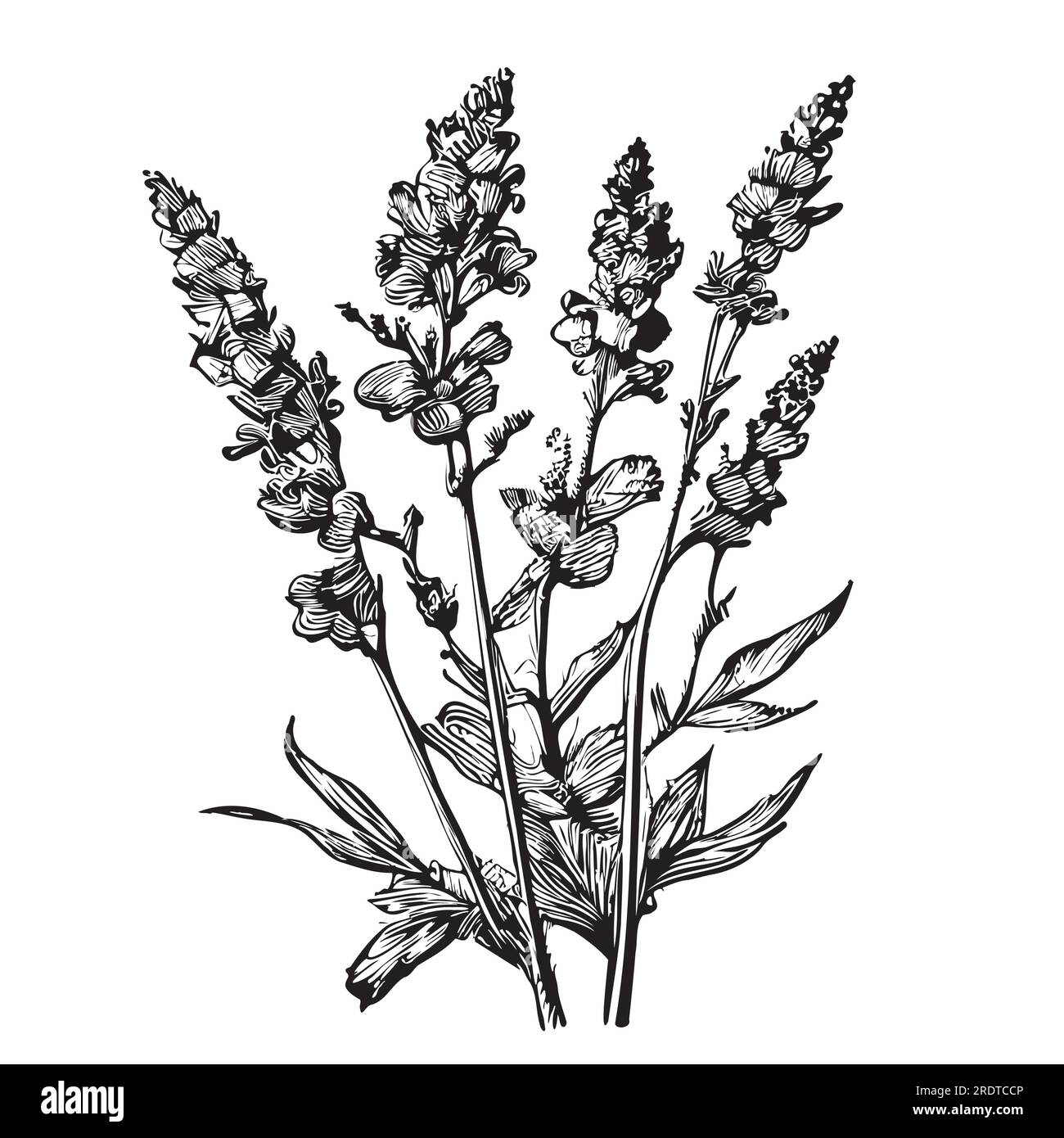 Lavender floral hand drawn sketch Wildflowers illustration Stock Vector ...