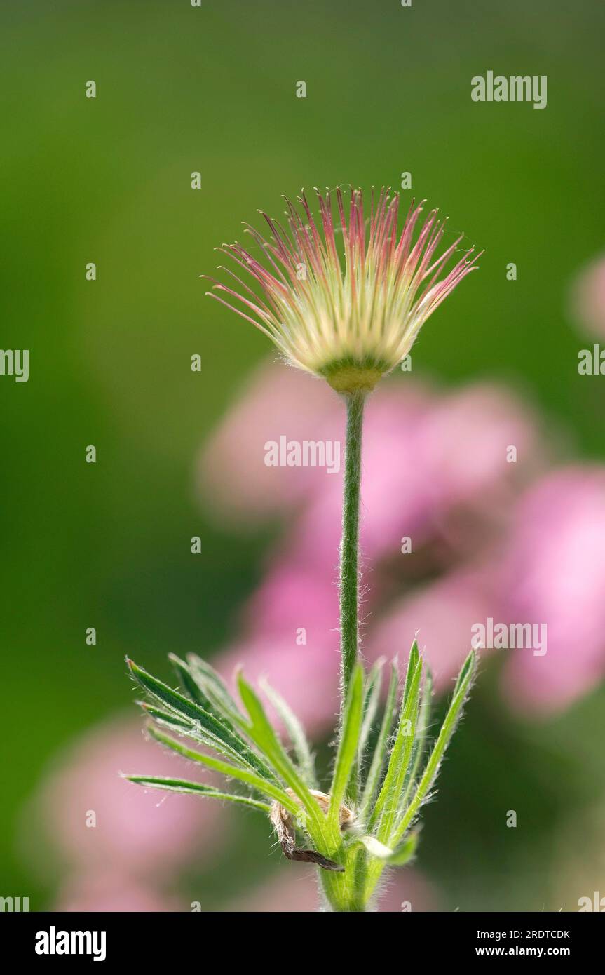 Common Pasque Flower (Pulsatilla vulgaris), seed head Stock Photo Alamy