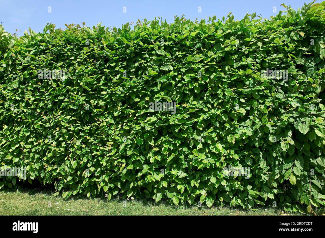 Hornbeam (Carpinus betulus) hedge Stock Photo