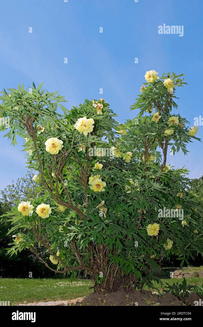 Yellow tree peony (Paeonia lutea) Stock Photo