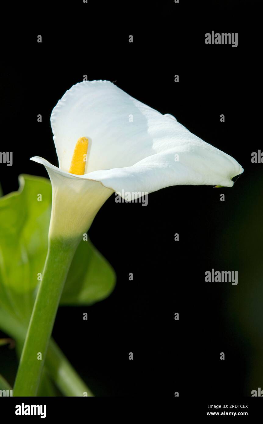White Arum Lily (Zantedeschia aethiopica), Common Arum Lily Stock Photo