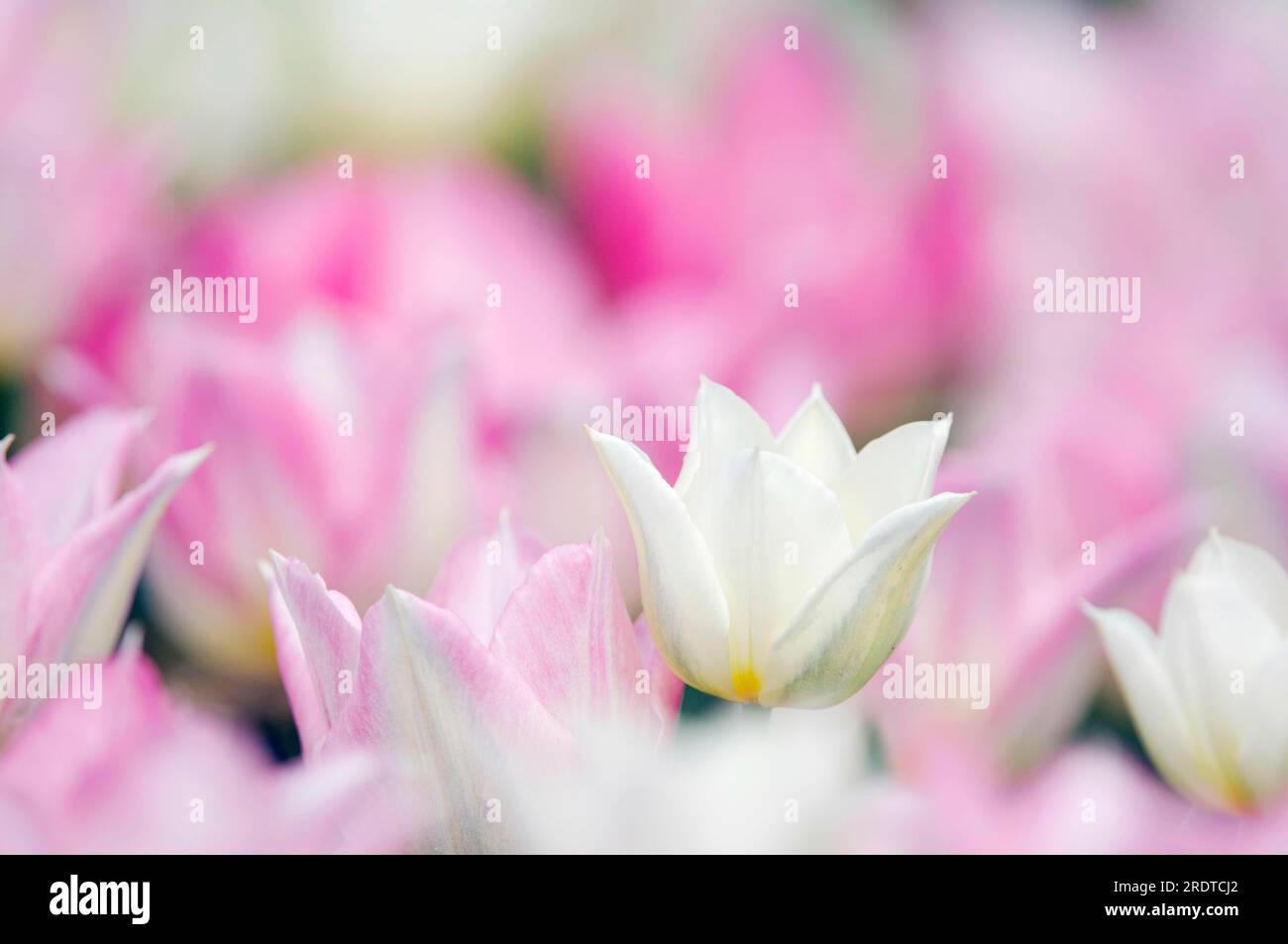 Tulip 'Duc van Tol' (Tulipa greigii hybride) Stock Photo