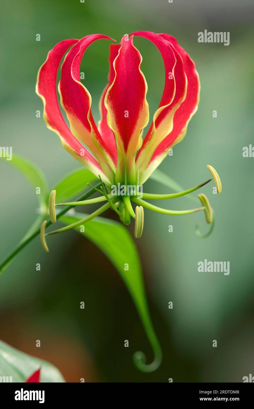 Flame lily (Gloriosa superba) Stock Photo
