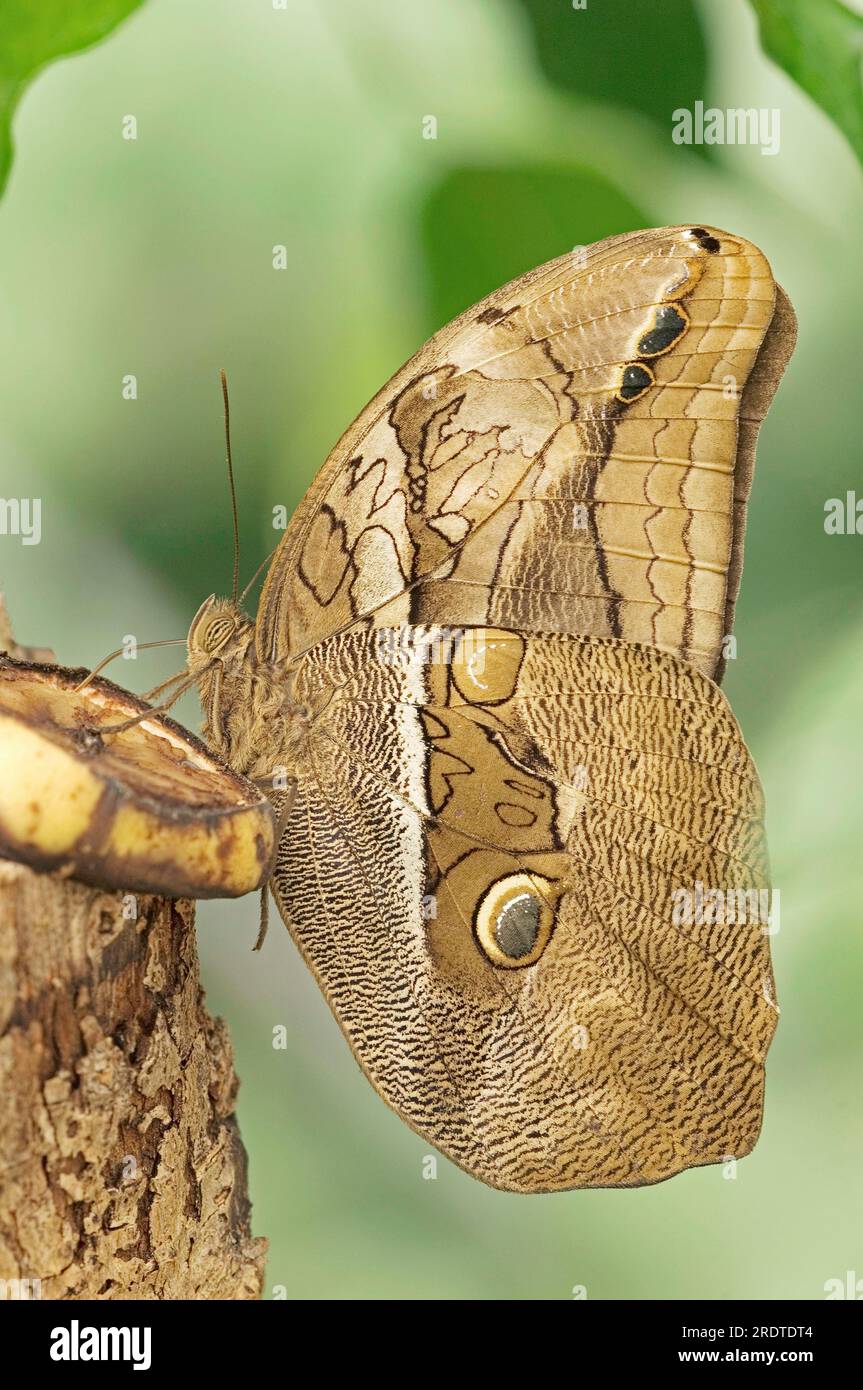 Bamboo Butterfly (Eryphanis polyxena), Purple Mort Blue, Owl Butterfly, side Stock Photo