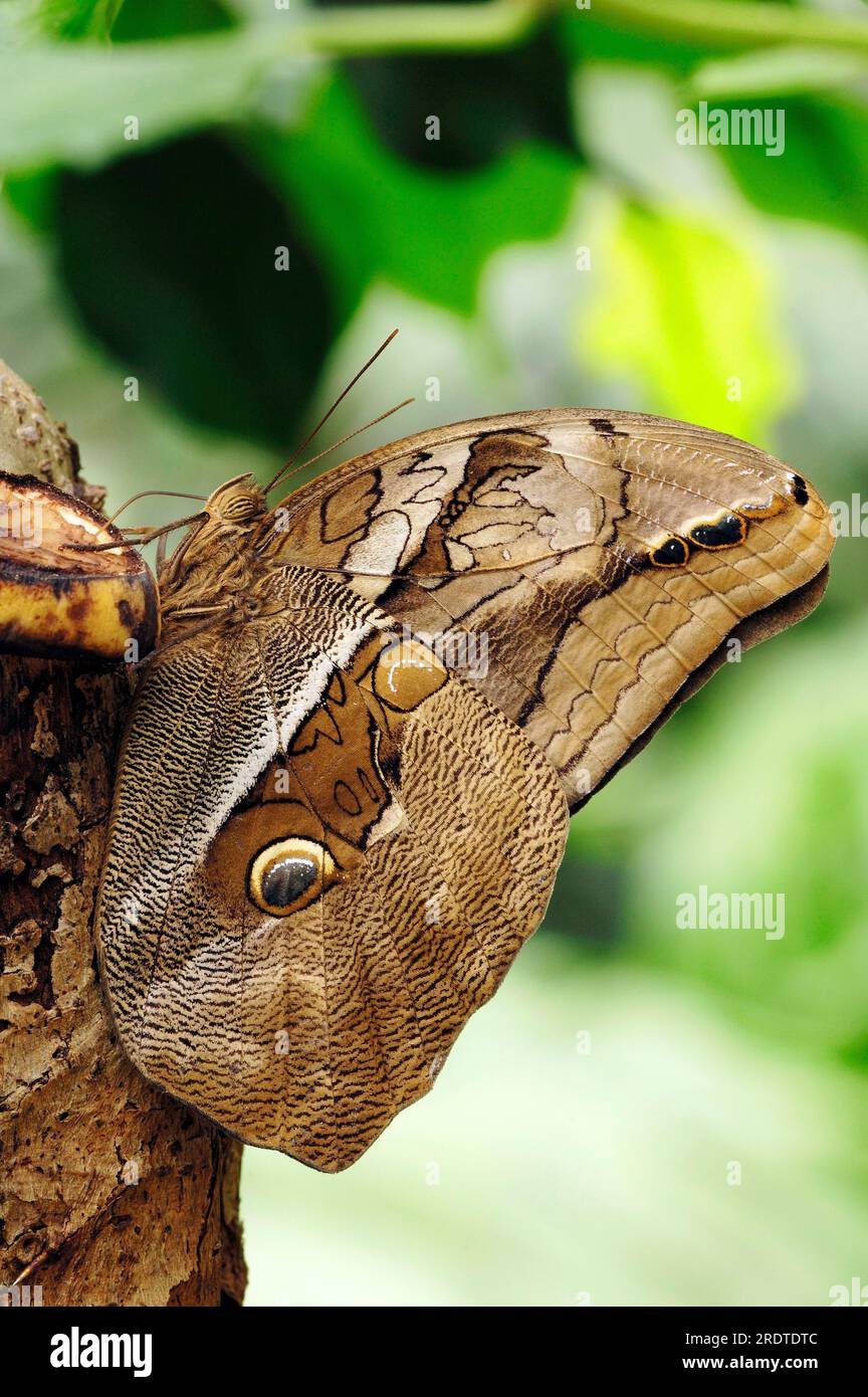 Bamboo butterfly (Eryphanis polyxena), Purple-Mort blue, Owl butterfly Stock Photo