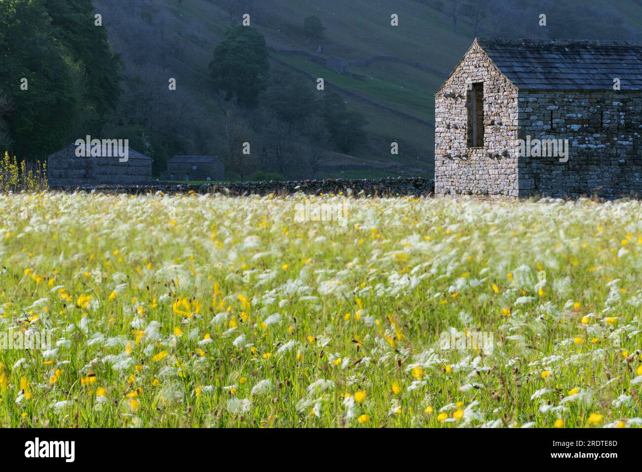 Wild flower meadows around the Yorkshire Dales village of Muker in