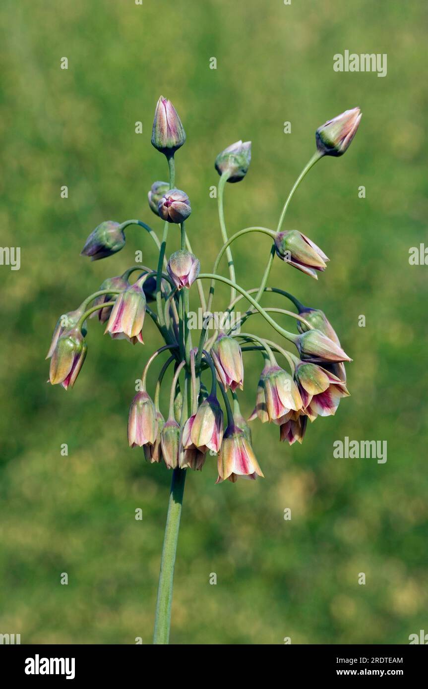 Bulgarian leek (Nectaroscordum siculum ssp. bulgaricum), Bulgarian ornamental leek Stock Photo