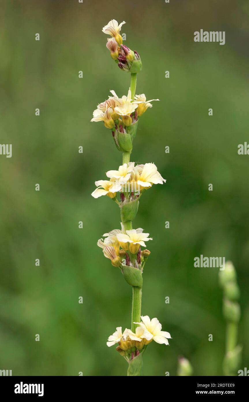 Yellow pale yellow-eyed-grass (Sisyrinchium striatum), satin flower Stock Photo