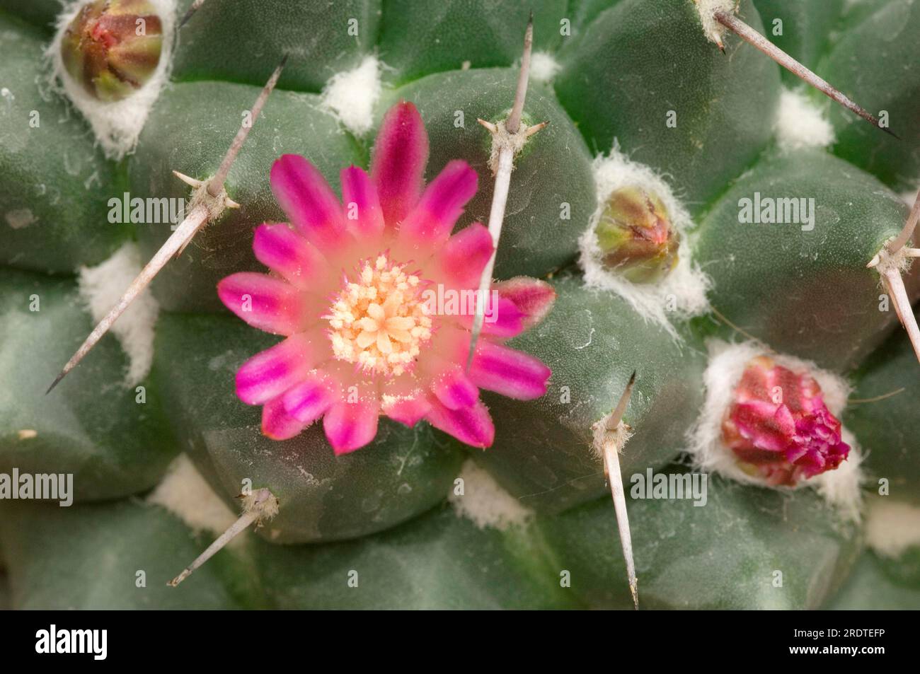 Pincushion Cactus (Mammillaria mystax) Stock Photo