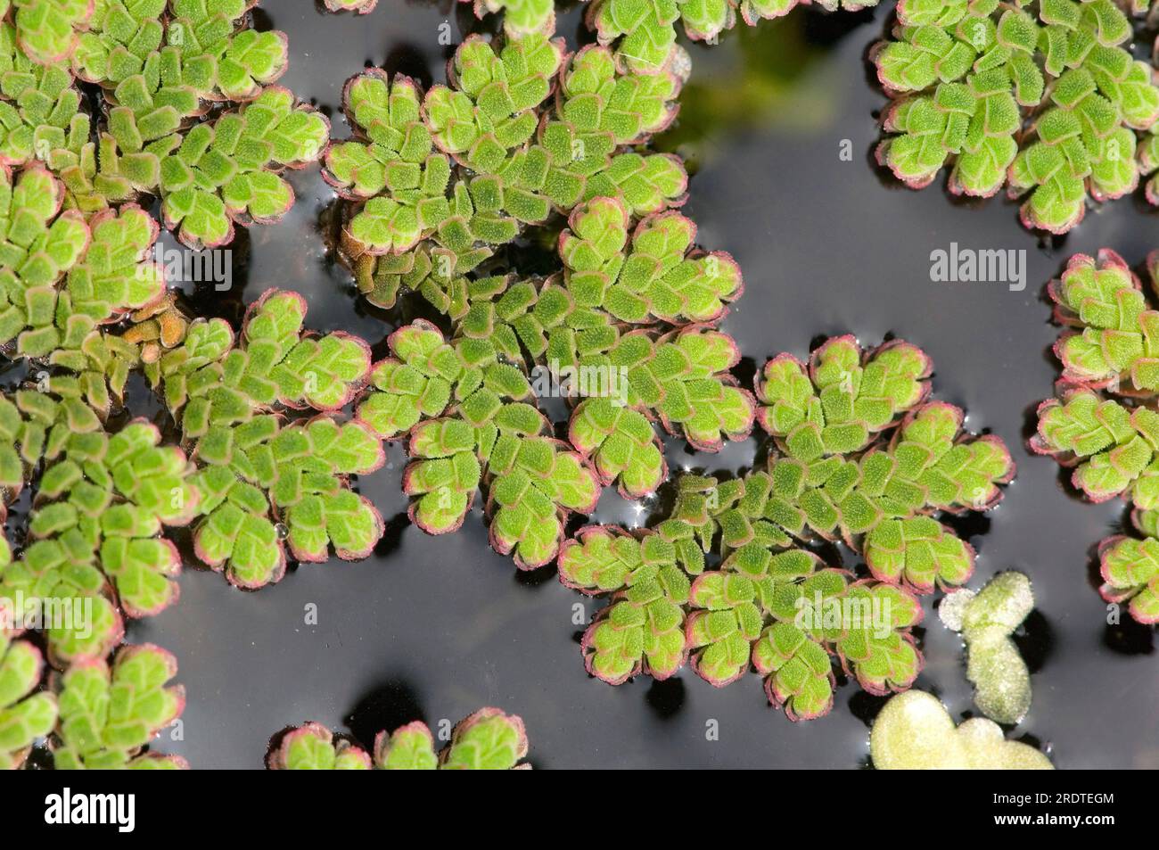 Water Fern (Azolla filiculoides) (Azolla caroliniana) Stock Photo