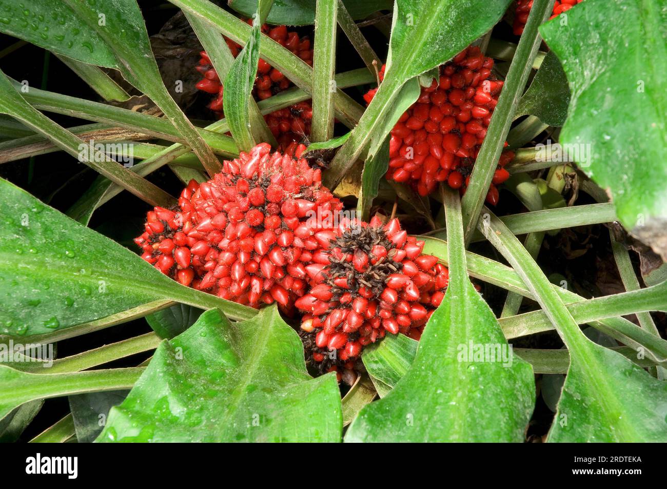Palisota (Palisota barteri), Commelinaceae Stock Photo