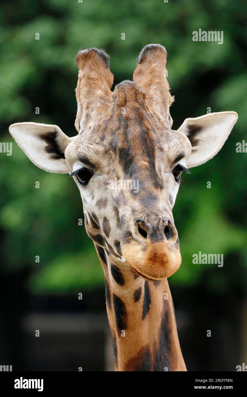 Rothschild's Giraffe (giraffa camelopardalis rothschildi Stock Photo ...
