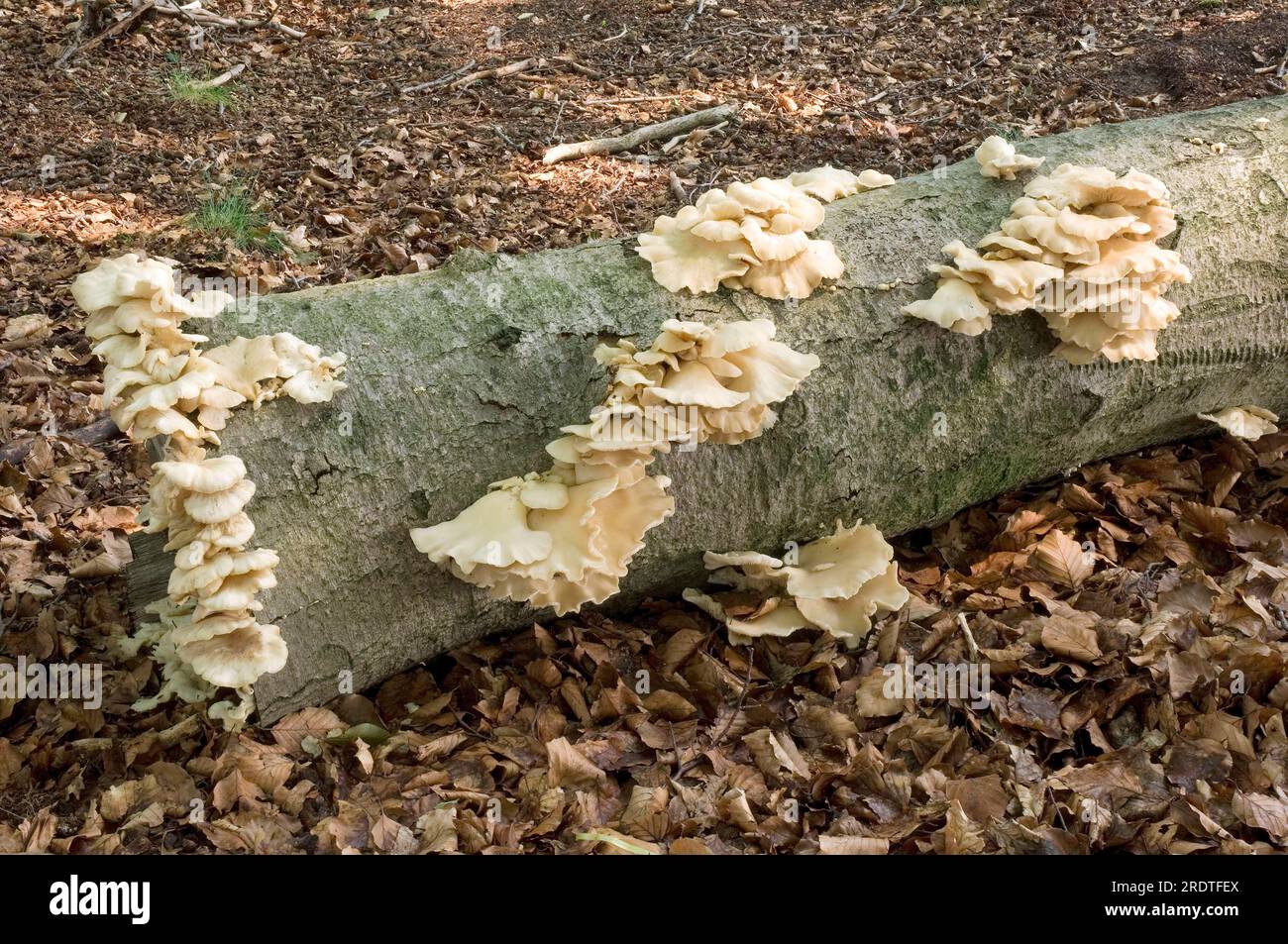 Pale Oyster on beech, Netherlands (Pleurotus pulmonarius), Summer Oyster Stock Photo Alamy