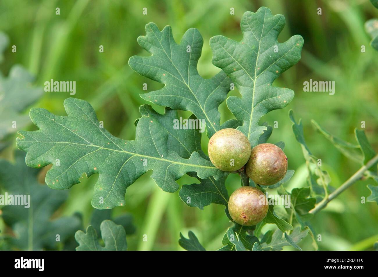 Common Oak Gallwasp, gall, North Rhine-Westphalia, Germany (Cynips quercusfolii) Stock Photo