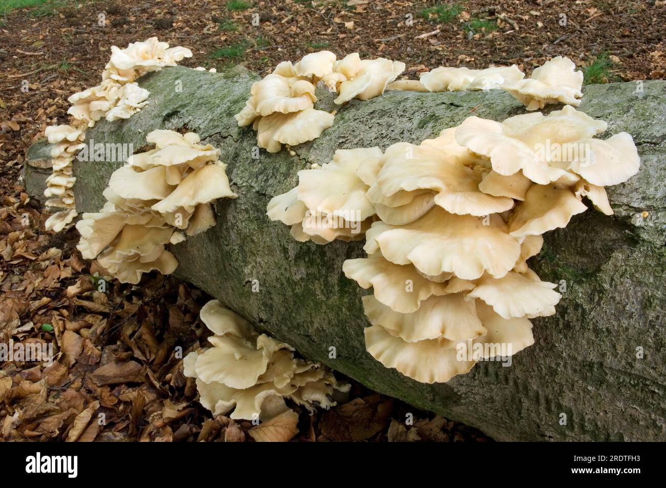 Pale Oyster on beech, Netherlands (Pleurotus pulmonarius), Summer Oyster Stock Photo Alamy