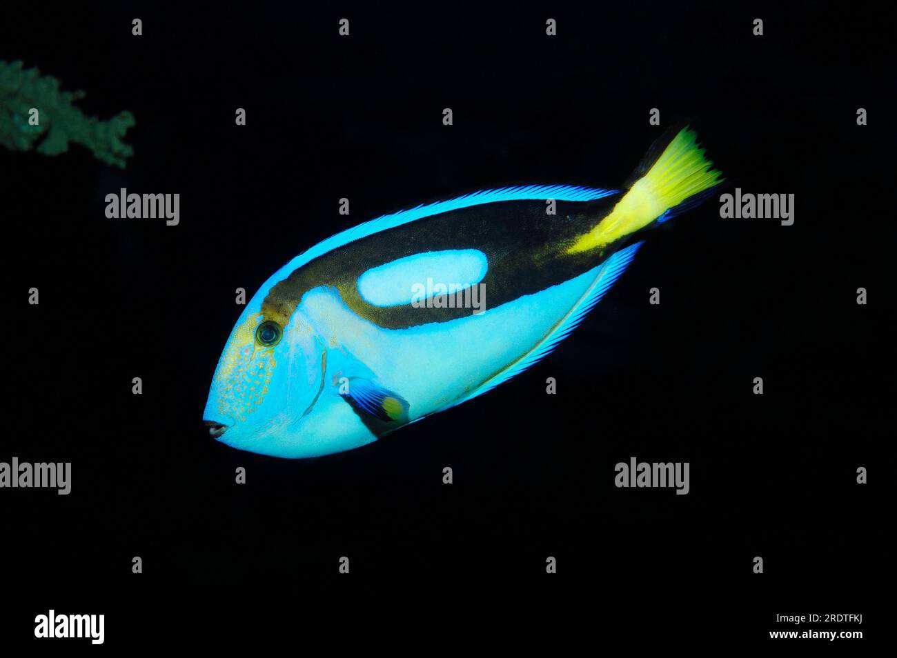 Blue Tang (Paracanthus hepatus), Blue Hippo Tang, Palete Surgeonfish, Blue Surgeonfish, Pacific