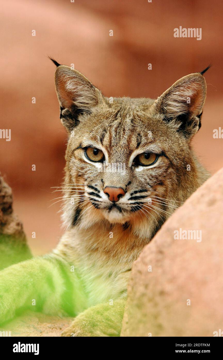 Linx Rufus Bobcat (Lynx rufus Stock Photo - Alamy
