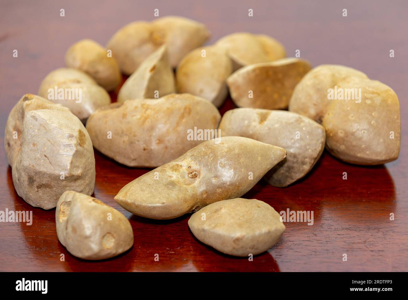 Edible bulb of the plant (Dioscorea bulbifera) originally from Africa