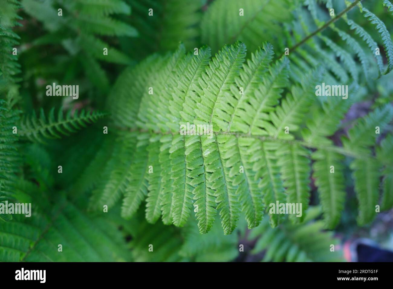 Fern plants Background of the ferns Nature concept. Green ferns nature. Stock Photo