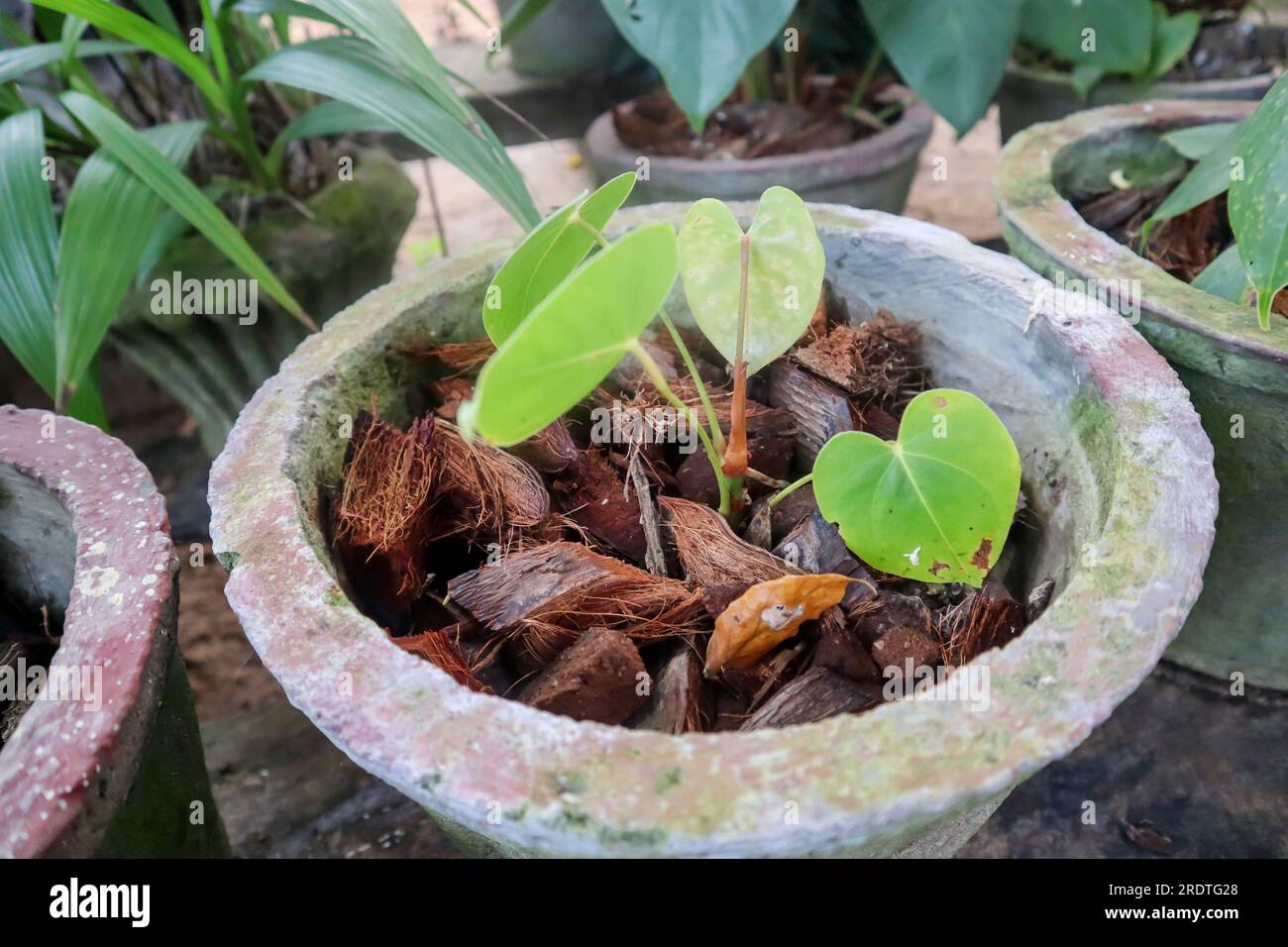 Shredded coconut in a pot with anthurian plant Stock Photo