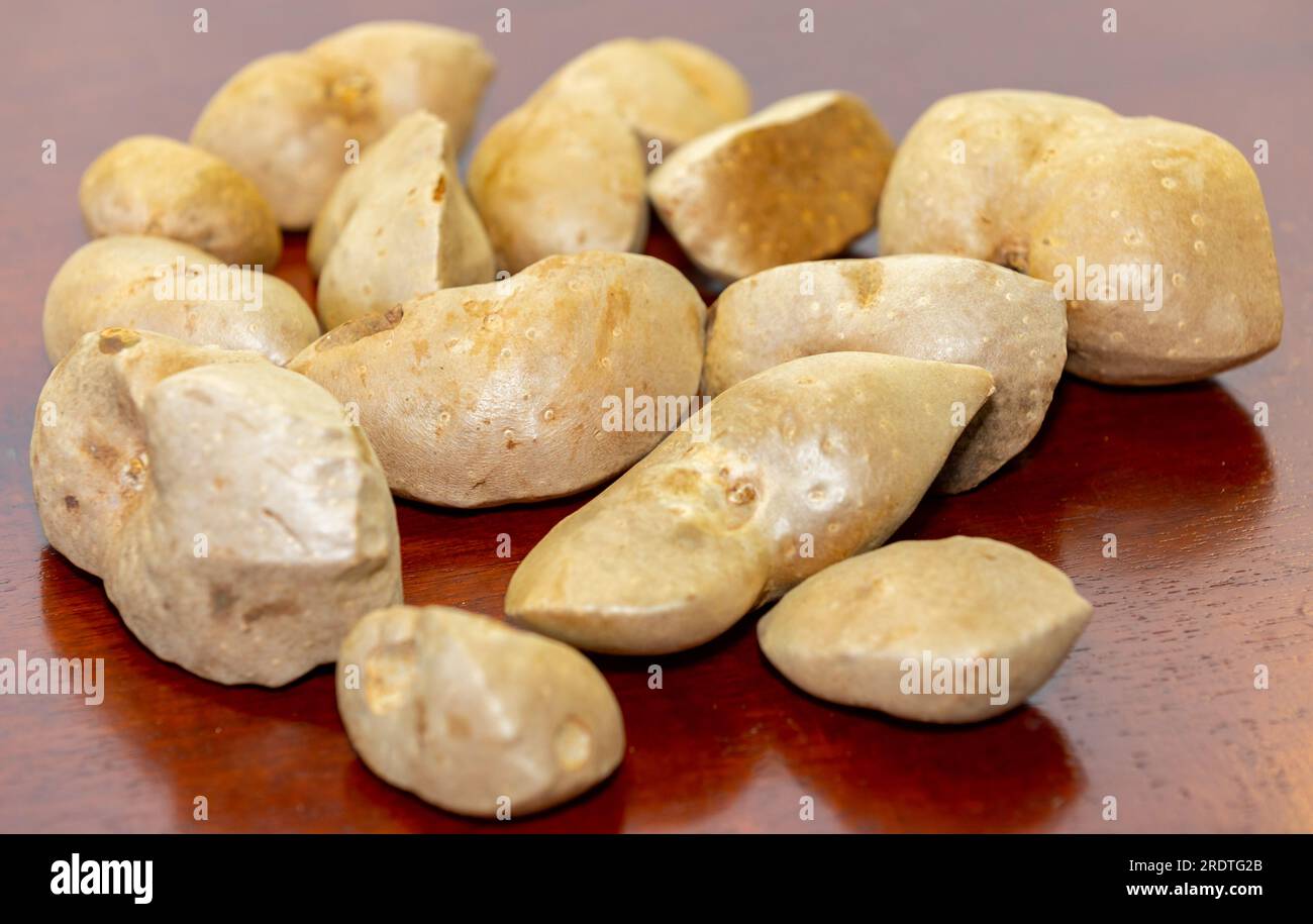 Edible bulb of the plant (Dioscorea bulbifera) originally from Africa