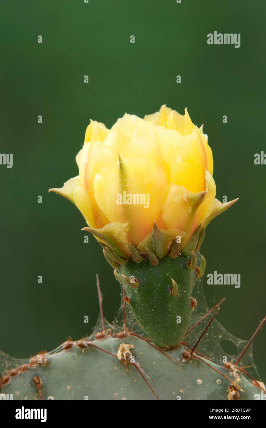 Indian fig, cactus pear (Opuntia ficusindica Stock Photo Alamy