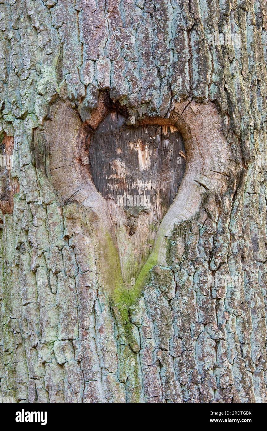 Heart carved in Oaktrunk (Quercus) North Rhine-Westphalia, Germany, tree bark Stock Photo