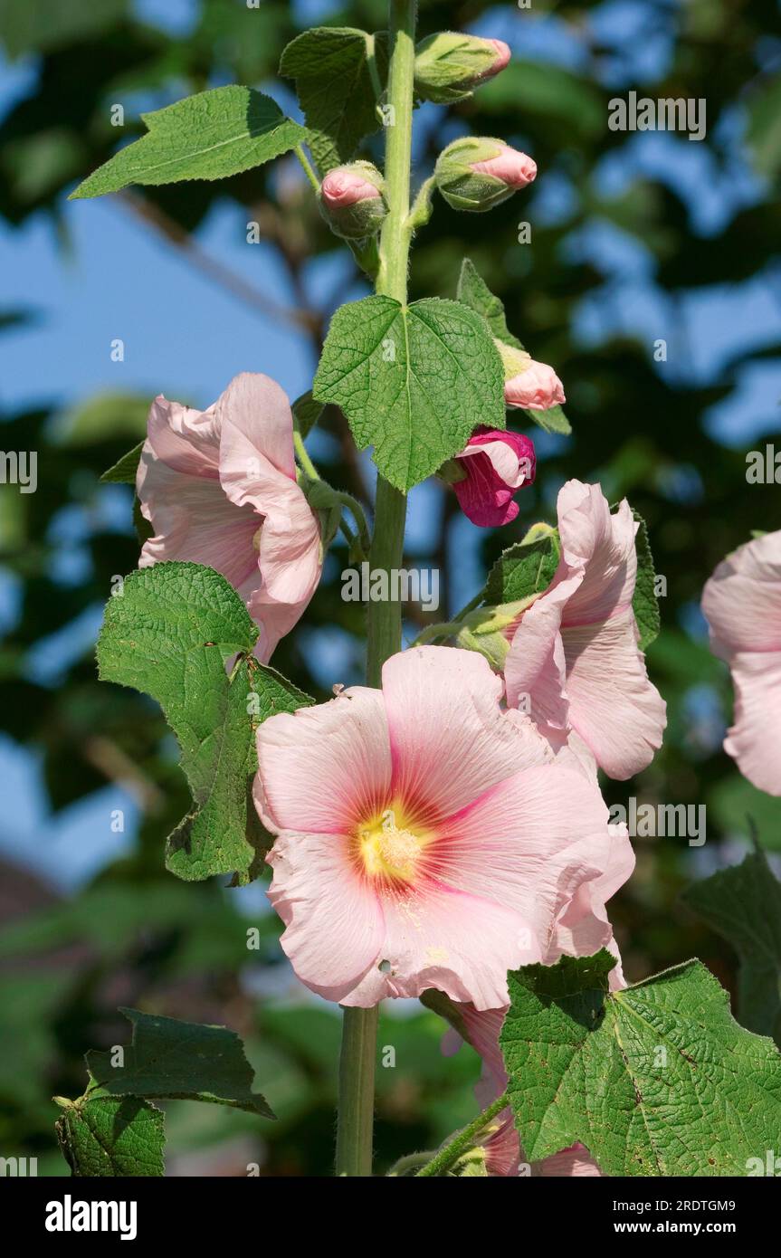 Hollyhock (Alcea rosea hybride Stock Photo - Alamy