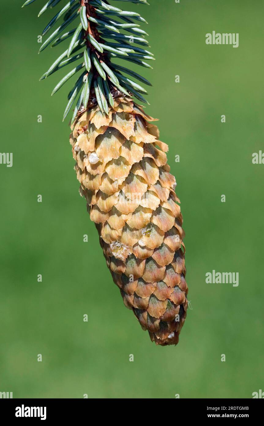 Blue spruce, cone (Picea pungens f. glauca), blue spruce Stock Photo