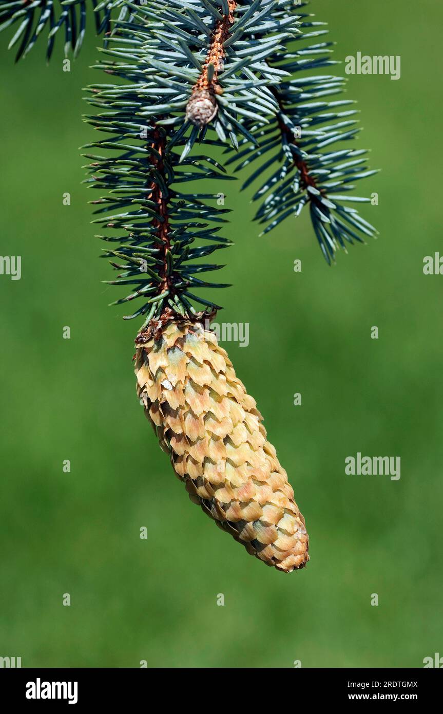 Blue Spruce, cone (Picea pungens f. glauca) Stock Photo