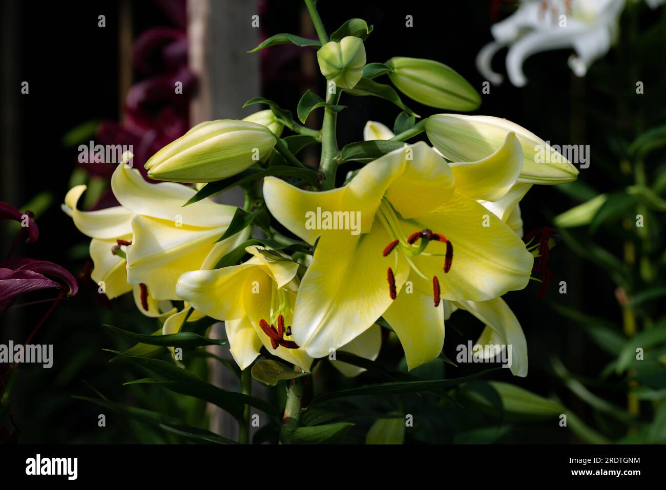 lilium jaune Conca d'or (jardin du ruisseau de l'église 2023 Stock
