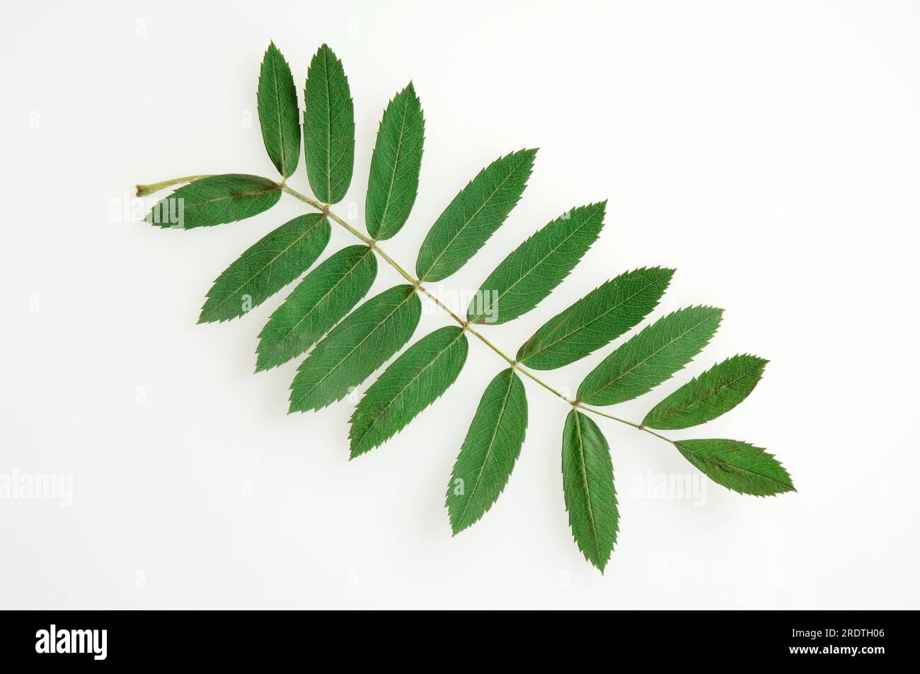 Service Tree (Sorbus domestica), leaf, Chequeree Stock Photo