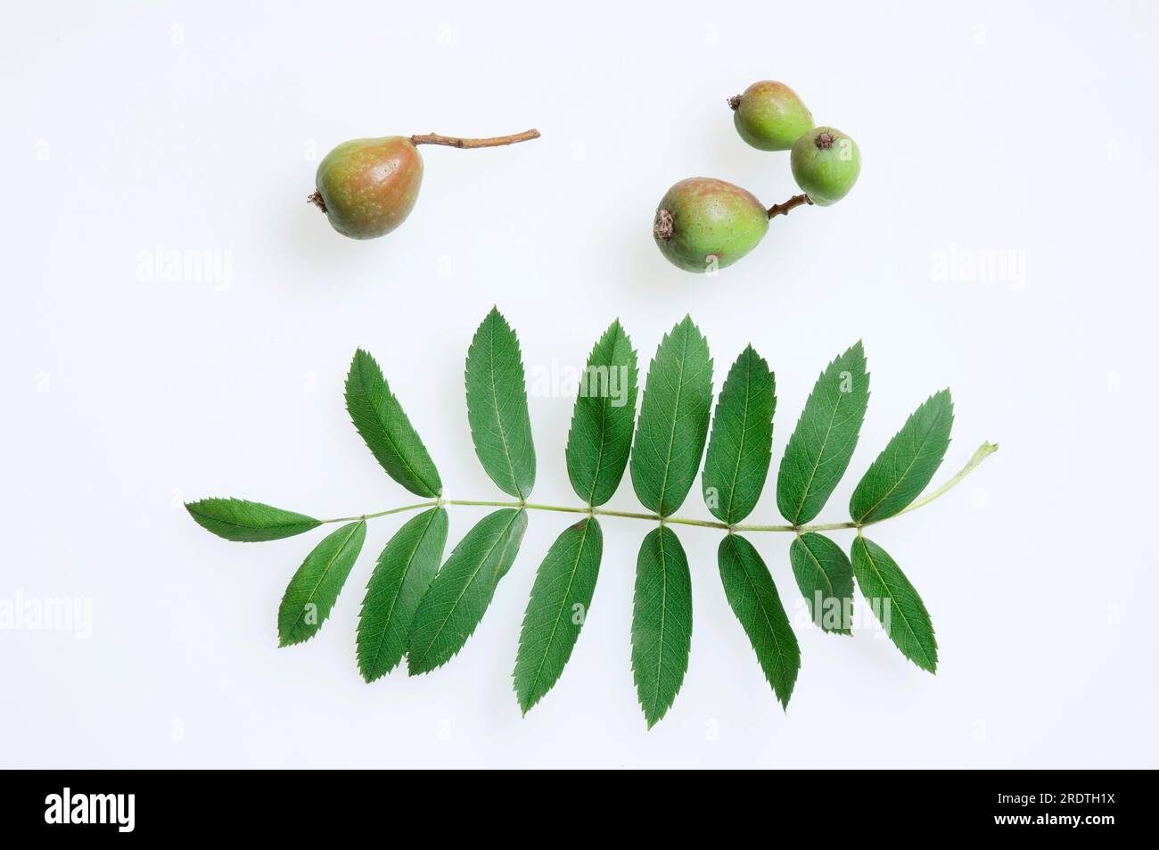 Service Tree (Sorbus domestica), fruits and leaf, Chequeree Stock Photo