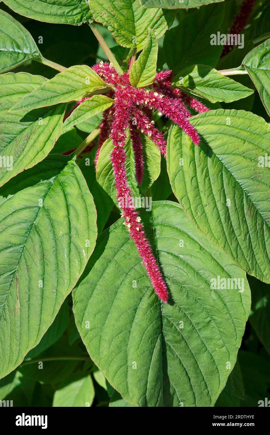 Chenille plant (Acalypha hispida), Red hot Cat's Tail Stock Photo Alamy