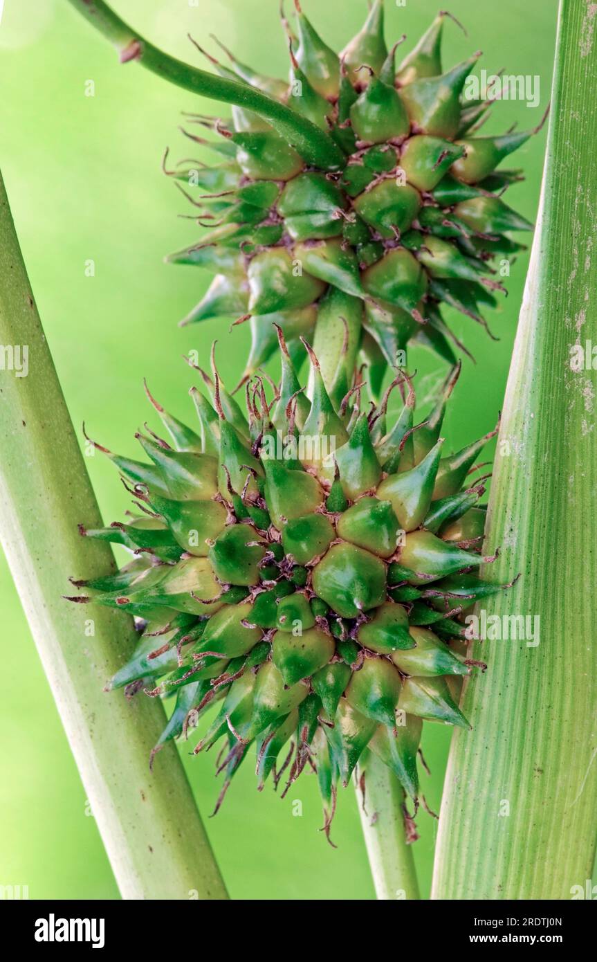 Branched Burdock, simplestem bur-reed (Sparganium erectum), Sparganiaceae, Germany Stock Photo