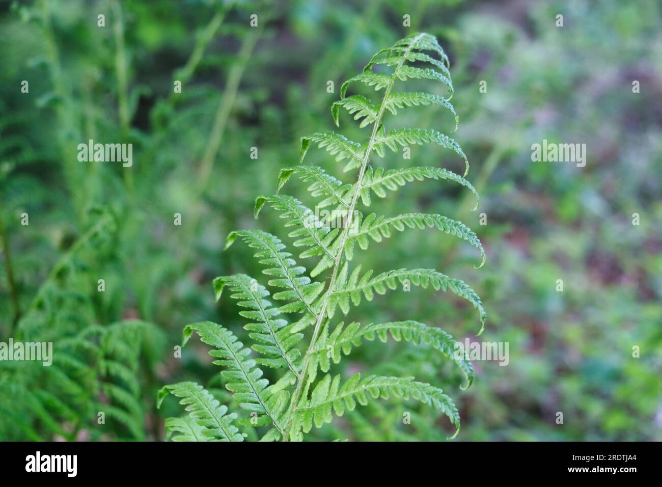Green fern bush texture in forest Natural ferns background Fern leaves ...