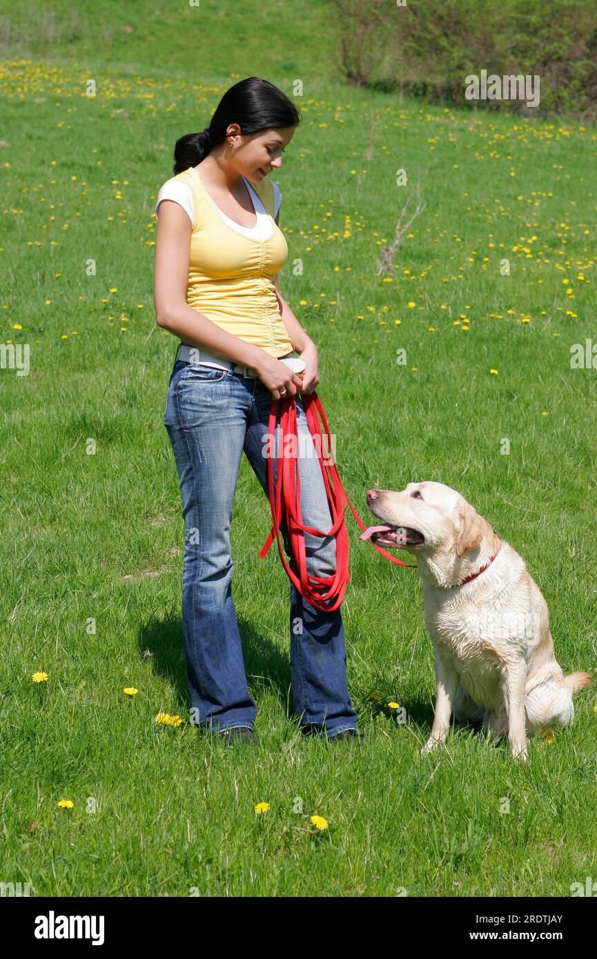 Woman with Labrador retriever, leash, dragline Stock Photo Alamy