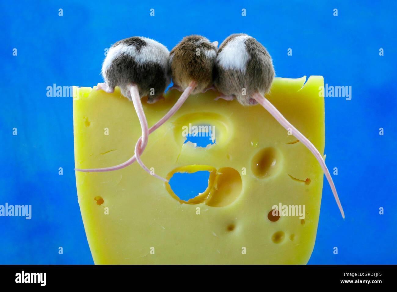 Colour mice on cheese, house mouse Stock Photo Alamy