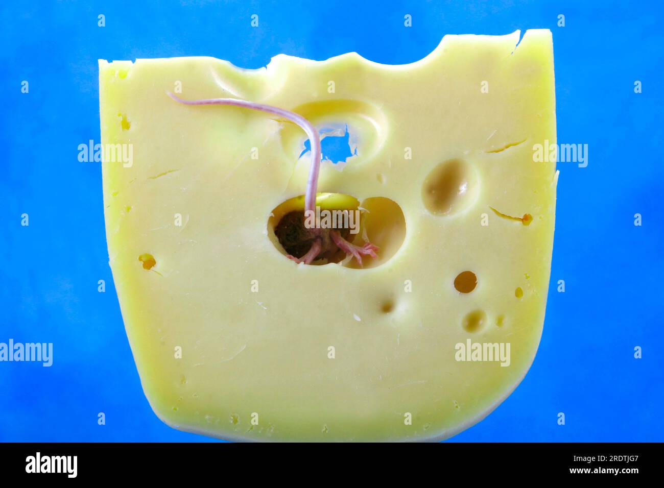 Colour mouse in cheese, house mouse Stock Photo Alamy