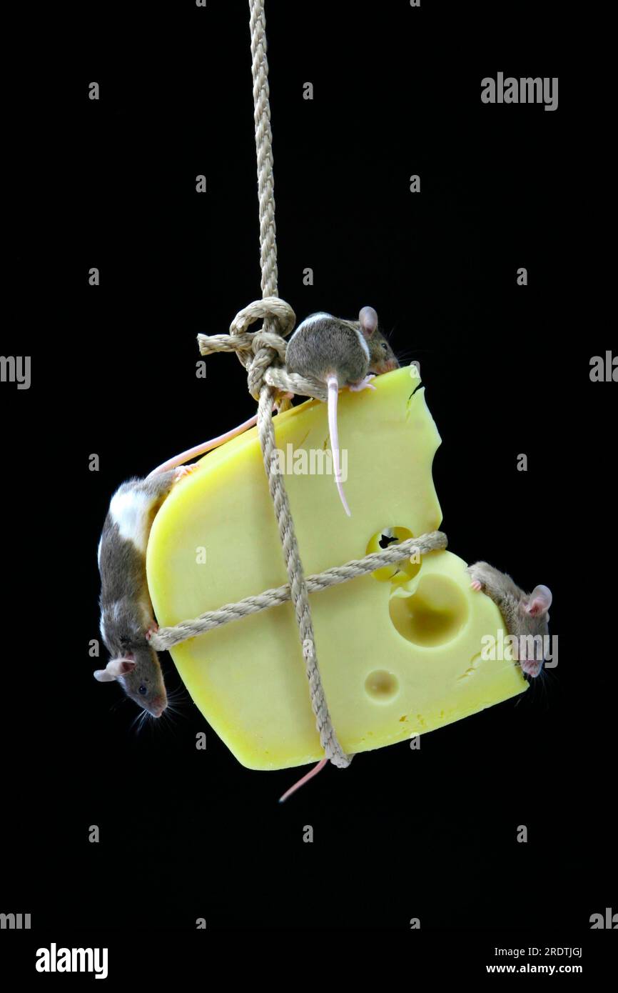 Colour mice on cheese, house mouse Stock Photo Alamy