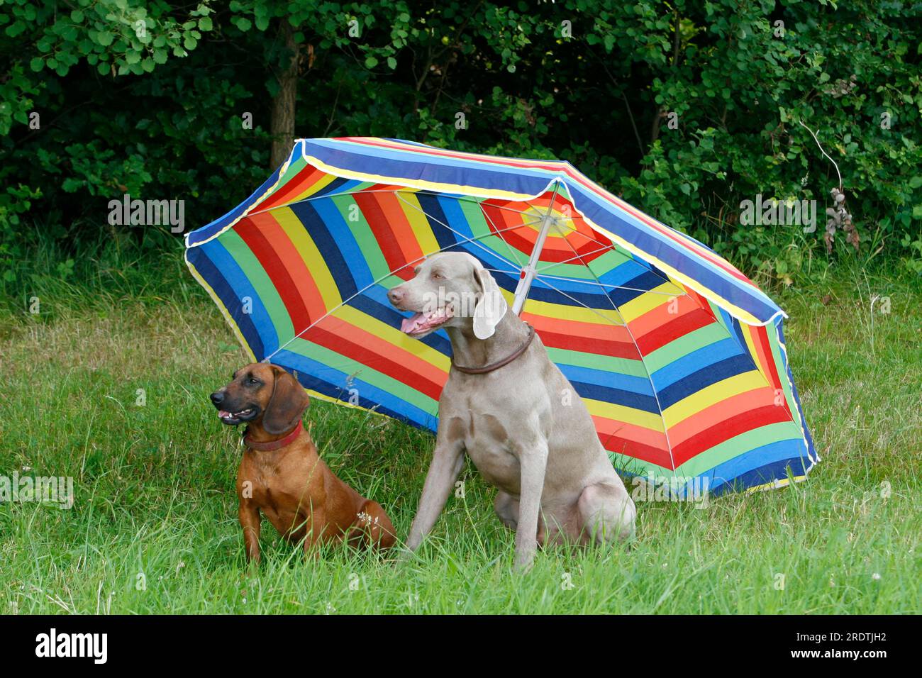 Weimaraner Umbrella Weimaraner Umbrella