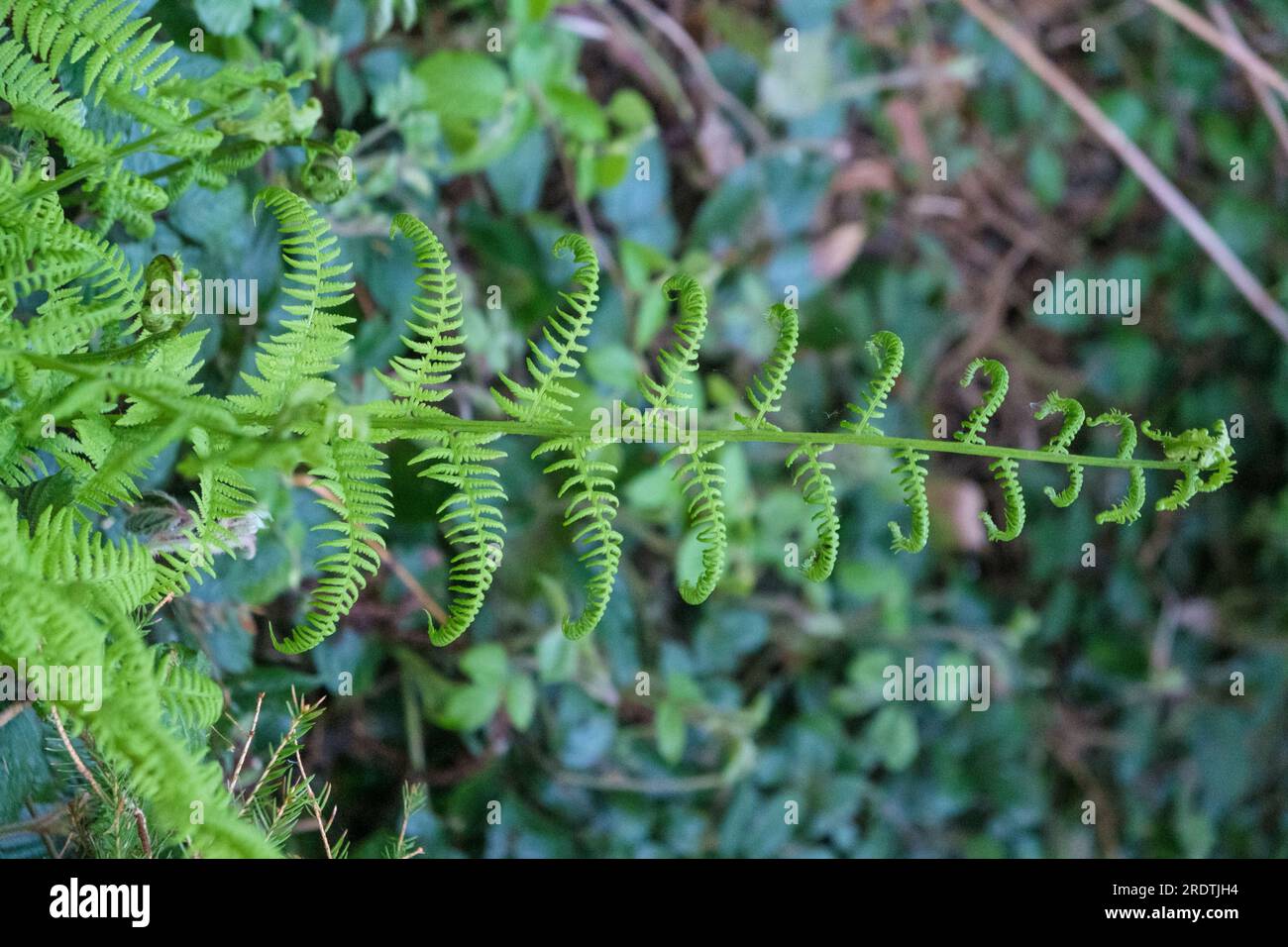Fern leaf in the forest. Green fern bush in nature. Natural ferns background Fern leaves Stock Photo