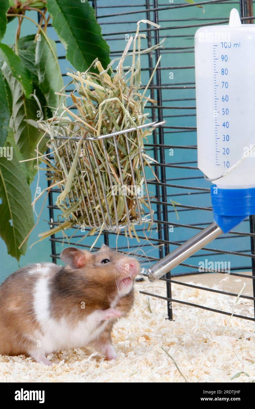 Golden hamster (Mesocricetus auratus) with drinking bottle, water bottle,  rodent bowls, hamster bowls Stock Photo - Alamy