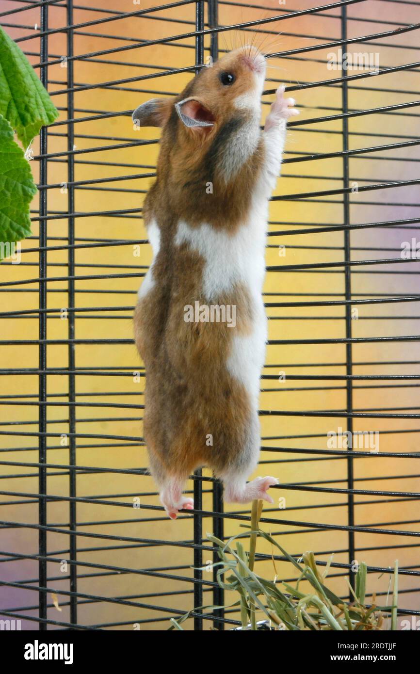 Hamsters climbing the cage sides deals