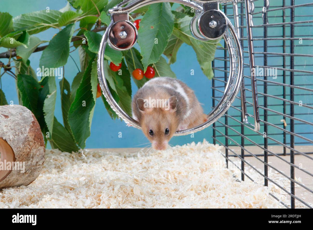 Golden hamster (Mesocricetus auratus) in wheel, hamster wheel, running wheel Stock Photo